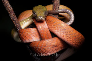 黑頭林蛇，沙巴，婆羅洲